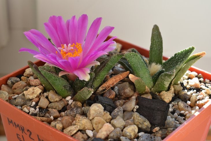 Ariocarpus bravoanus El Nuňez, SLP.jpg-kk.jpg