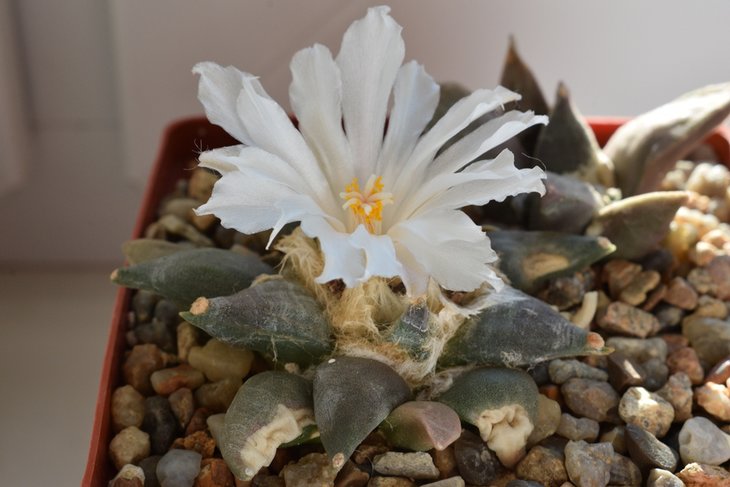 A. retusus SB 68 Coronel, SLP.jpg
