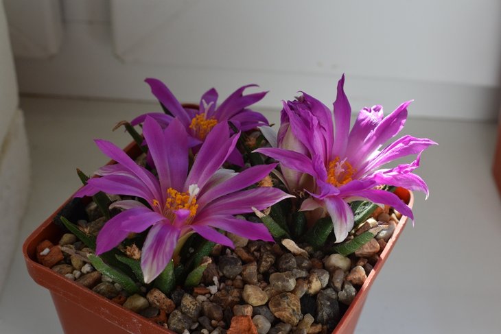 Ariocarpus agavoides MMR3 Tula,Tam.jpg