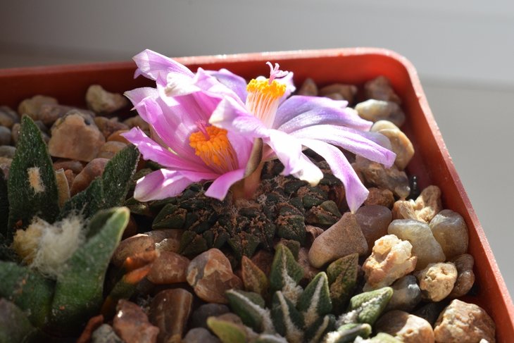 Ariocarpus kotschoubeyanus v. albiflorus f. roseiflorus Tula, SLP.jpg