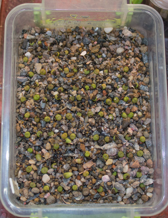 E.horizonthalonius_Cuatro Cienegas, семена Широкоступ В., посев 04.10.19