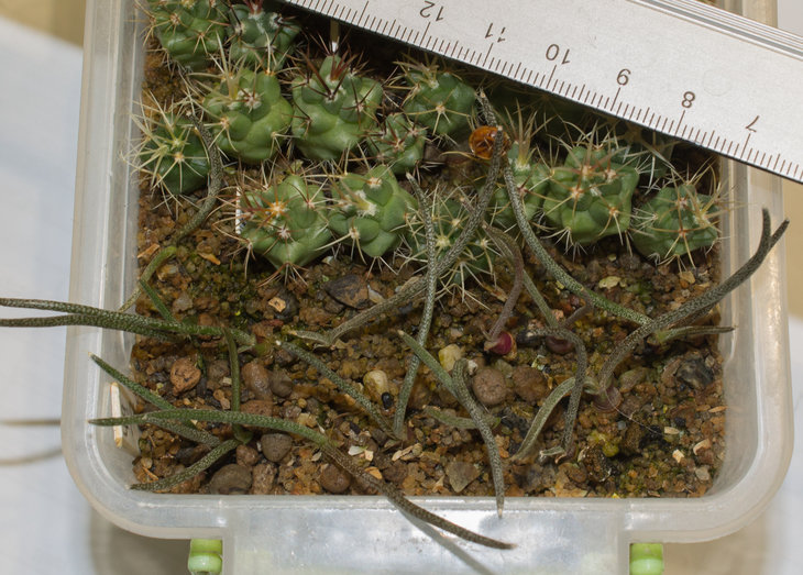A.caput medusae, PP 1569, Los Herreras, NL, семена от Pavlicek (147.10)