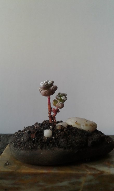 Crassula corallina