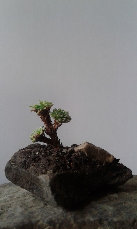 Sedum multiceps
