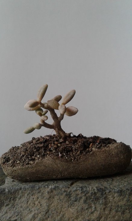 Monanthes anagensis