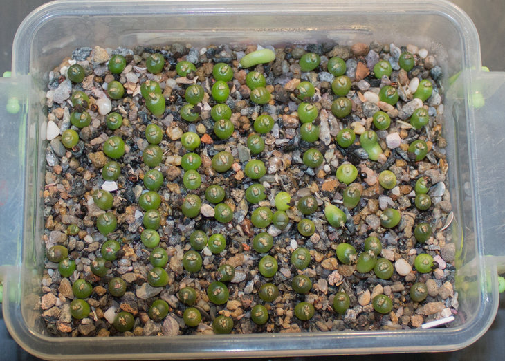E.horizonthalonius, Cuatro Cienegas, PP, семена Широкоступ В._посев 04.10.19