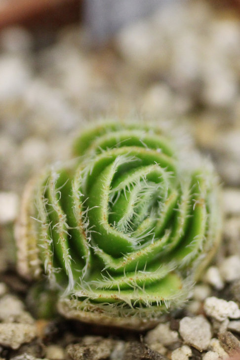 Crassula tomentosa