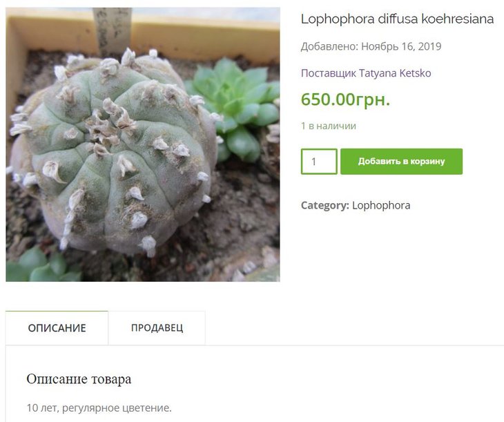 ketsko.JPG