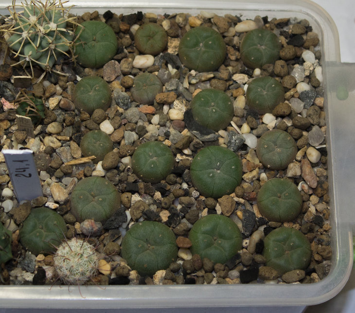 L.williamsii, ZRI 448_10, Huizache, SLP, семена от Petr Kupcak_посев 01.12.18