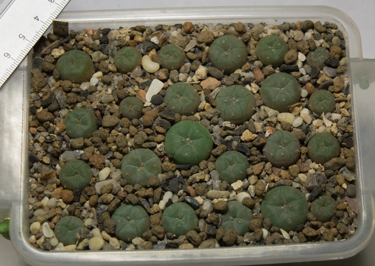 L.williamsii, ZRI 448_10, Huizache, SLP, семена от Petr Kupcak_посев 01.12.18