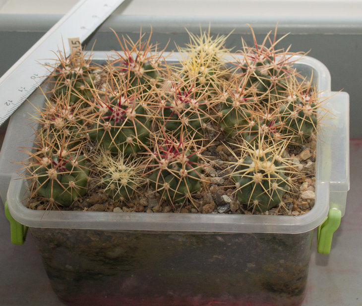 F.cylindraceus v.eastwoodiae, super yellow sp.,RP74 Superior, AZ, семена MG(416,95)_посев 27.01.18