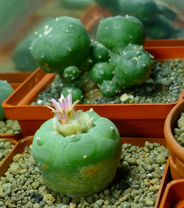 Lophophora fricii f. gigantea KS 198