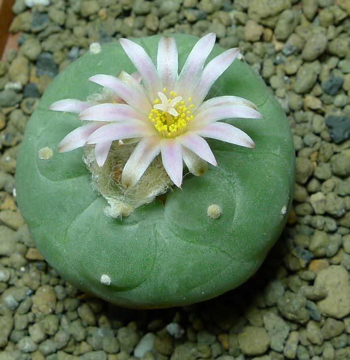 Lophophora fricii f. gigantea KS 198