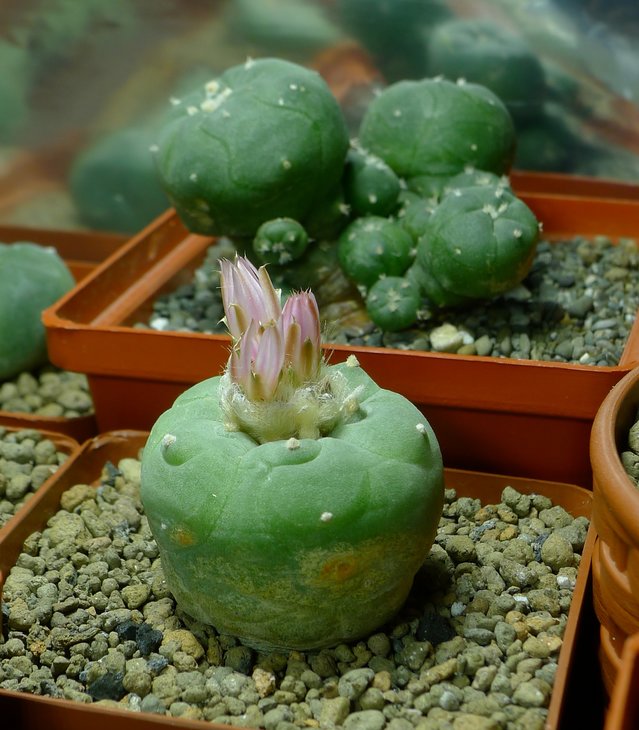 Lophophora fricii f. gigantea KS 198