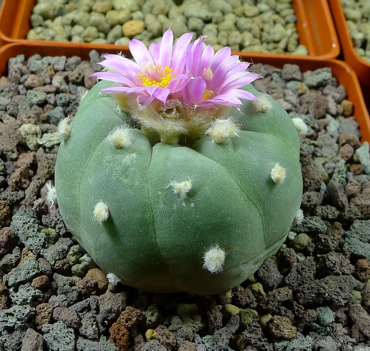 P2520642.JPG