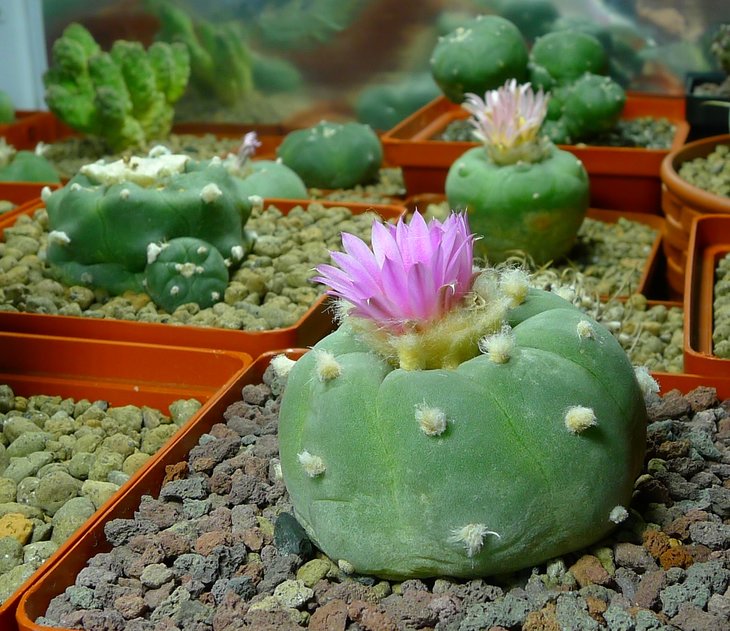 P2520690.JPG