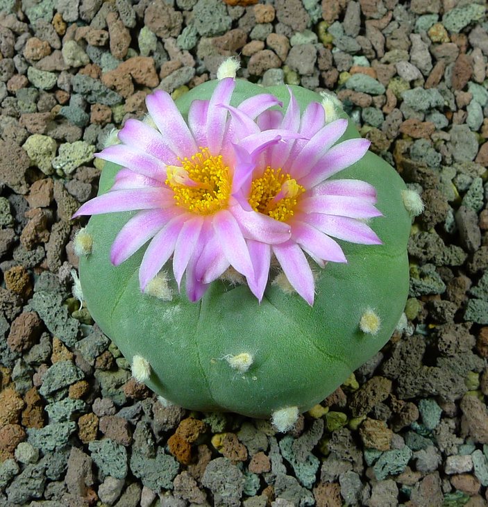 P2520760.JPG