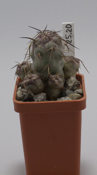 Т.geometricus, long spiny form (5-6cm), JN 1453; Guanchin, Catamarca, Arg. 1994m