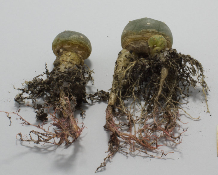 L.williamsii ssp.grymii, P3402/1, El Huizache, SLP