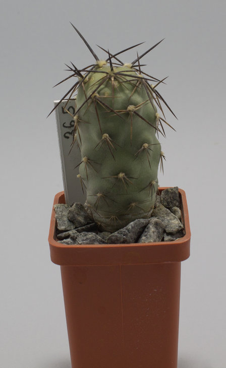 Т.geometricus f.nature-special clone flat spider curved spination, KAB 60A-4