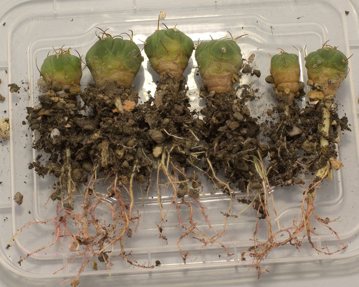 Е.horizonthalonius, Cuatro Cienegas Coa