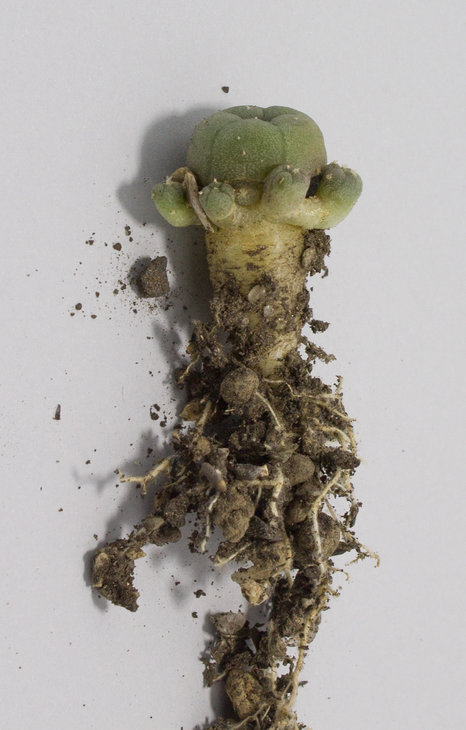 16.14_L.williamsii,v.caespitosa,La Perdida_Koehres (9635)