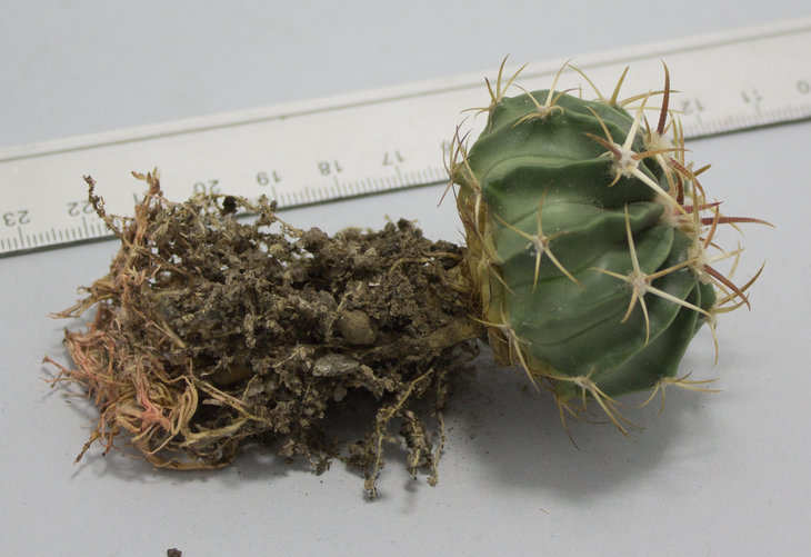 E.texensis, Las Crucitas_семена Piltz (2358)_посев 21.03.17