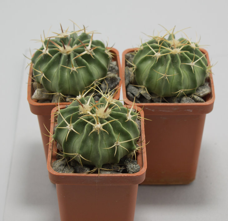 E.texensis, Las Crucitas_семена Piltz (2358)_посев 21.03.17
