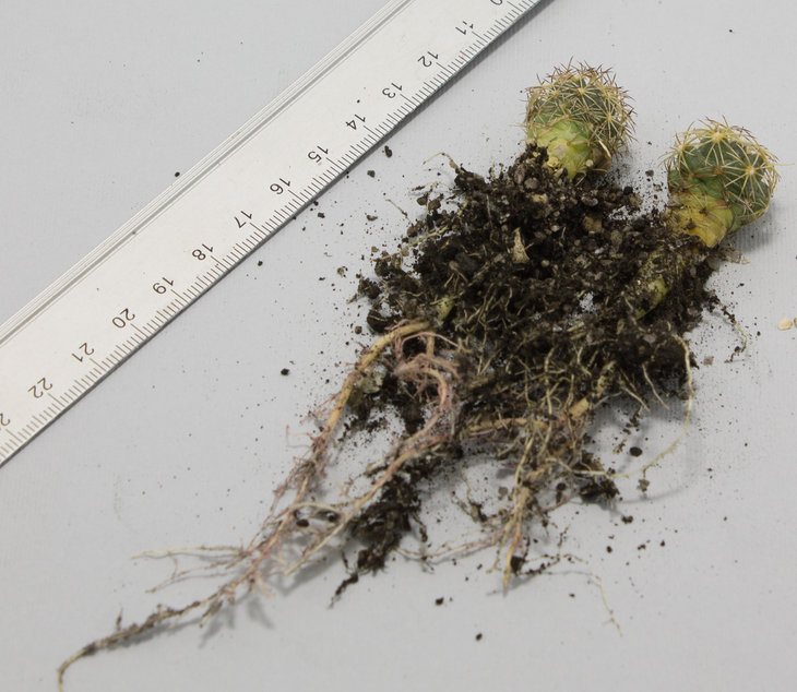 C.radians, GM 013, Cadereyta, Que