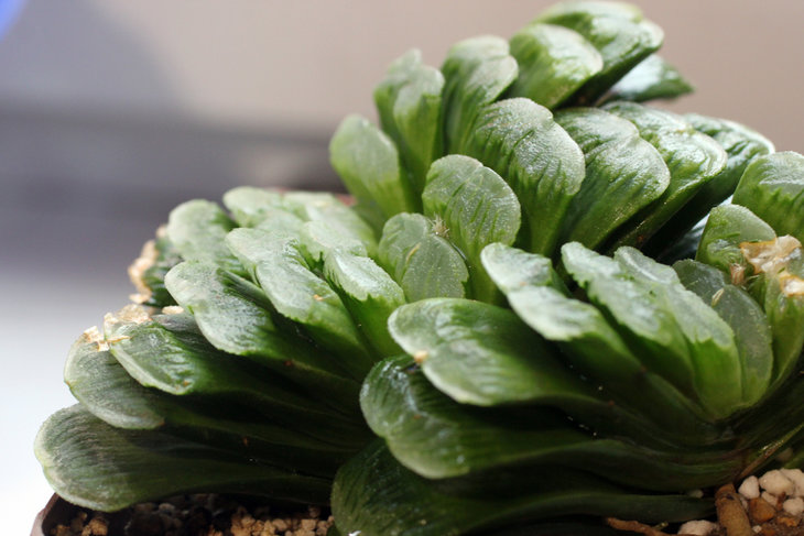 Haworthia cv. Lime Green