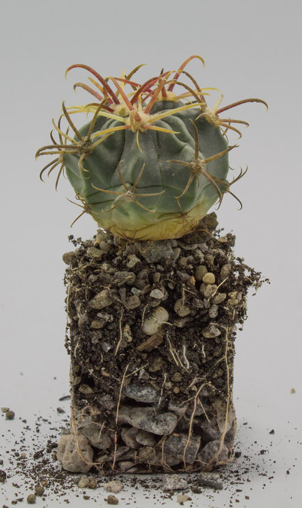 F.latispinus v.flavispinus, семена от Piltz (3083)
