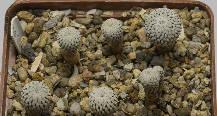 T.pseudopectinatus
