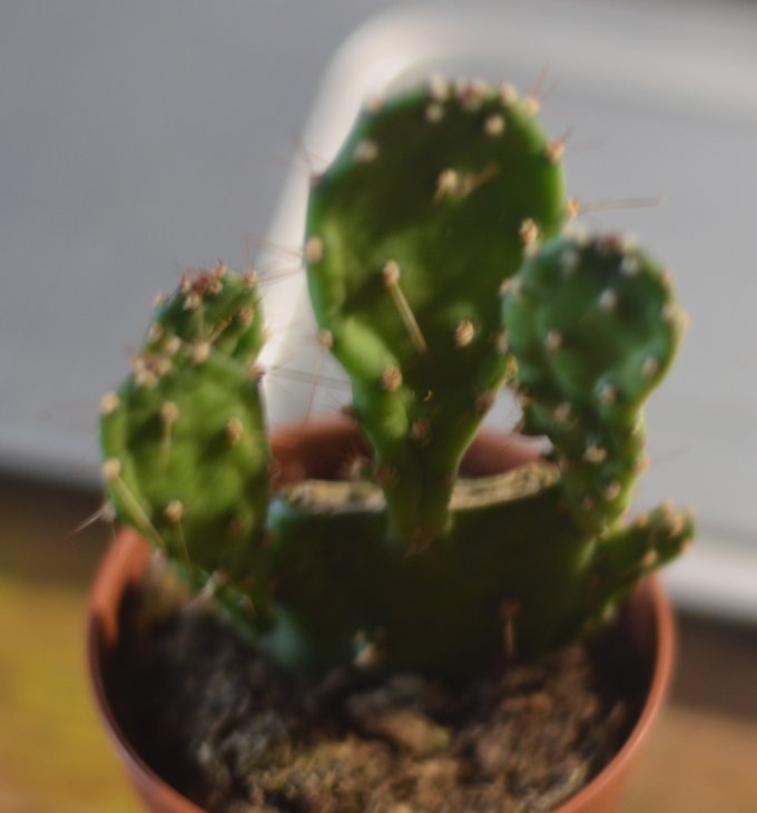 DSC_0311.JPG