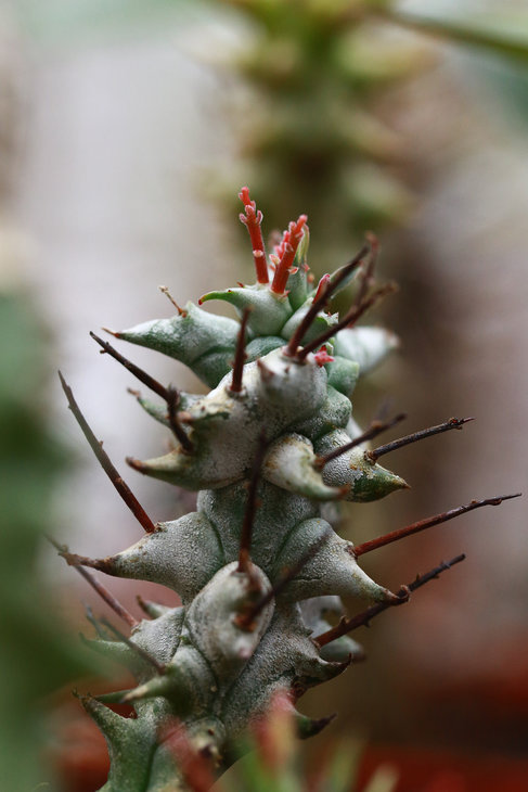 Euphorbia horrida f. monstrosa