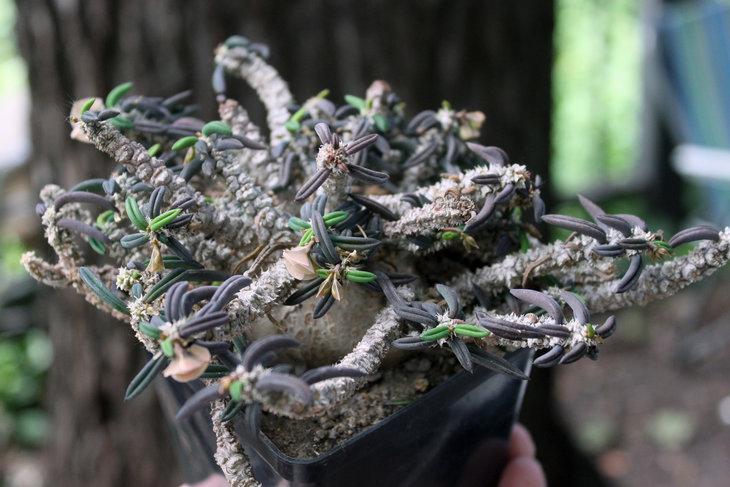 Euphorbia cylindrifolia v. tuberifera