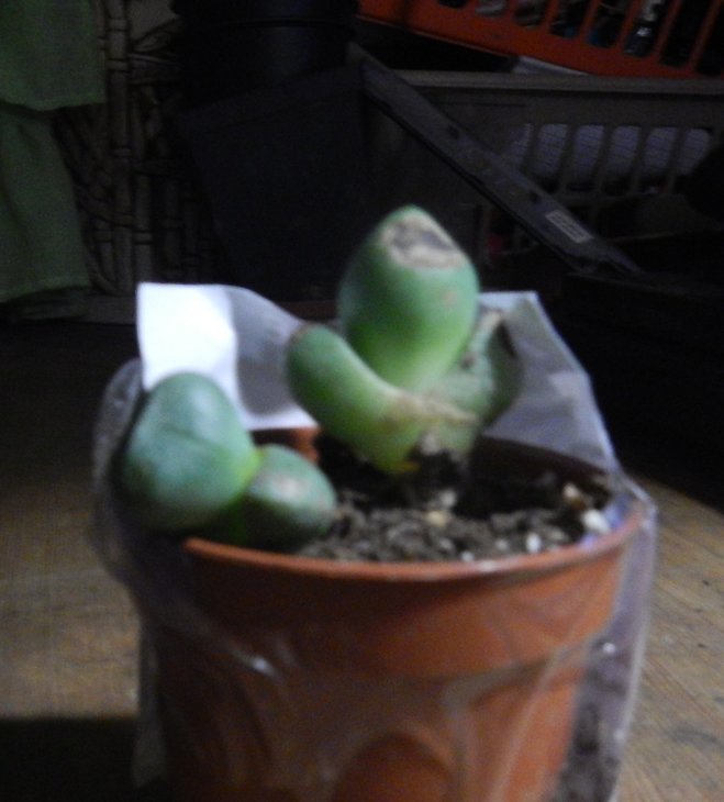 DSCN3668.JPG