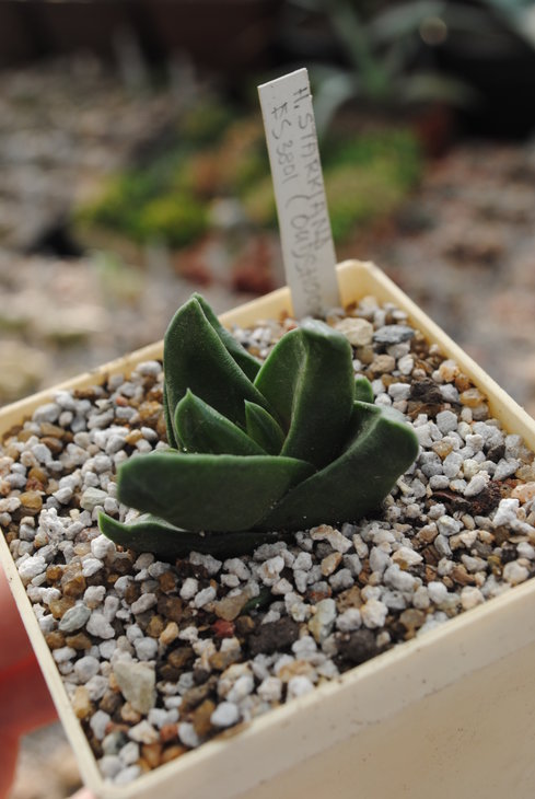Haworthia starkiana
