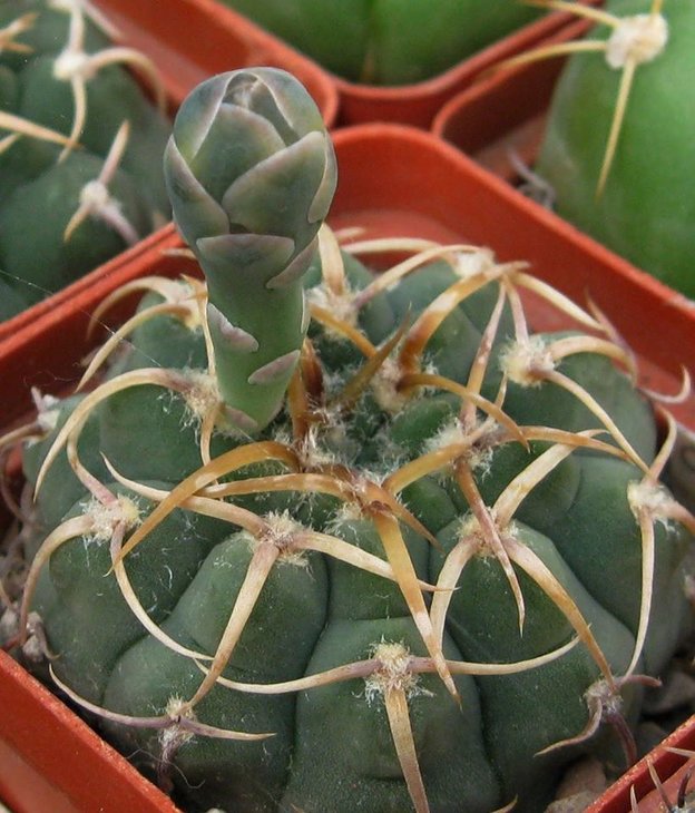 Gymnocalycium ochoterenae subsp. vatteri.jpg