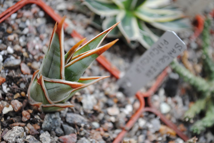 Sansevieria pinguicula