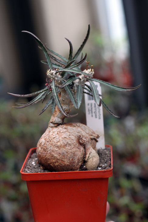 Euphorbia waringiae