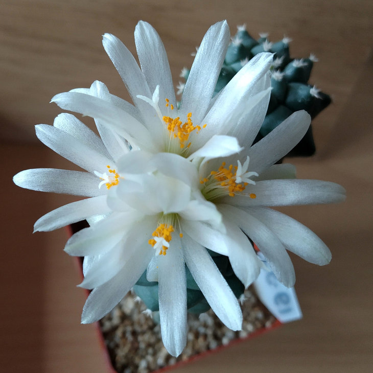 Turbinicarpus lophophoroides 1.jpg