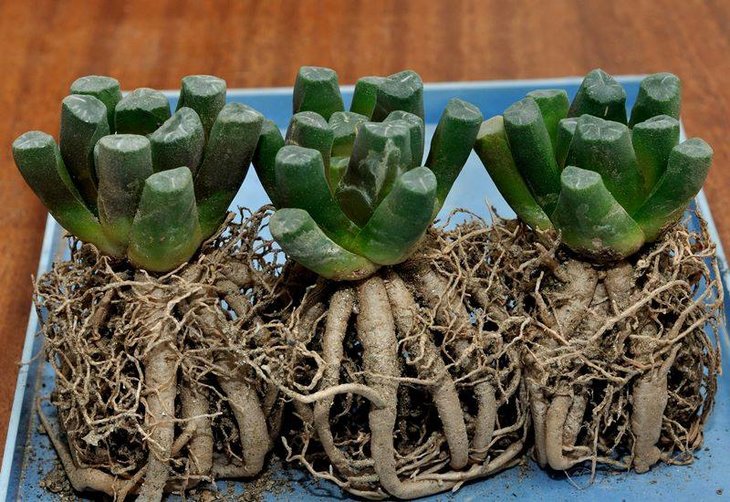 HAWORTHIA  MAUGHANII