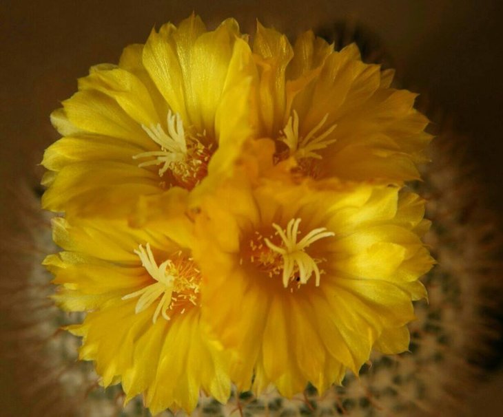 Parodia aureispina1.jpg