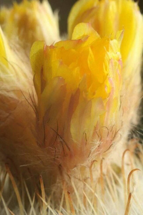 Parodia aureispina2.jpg