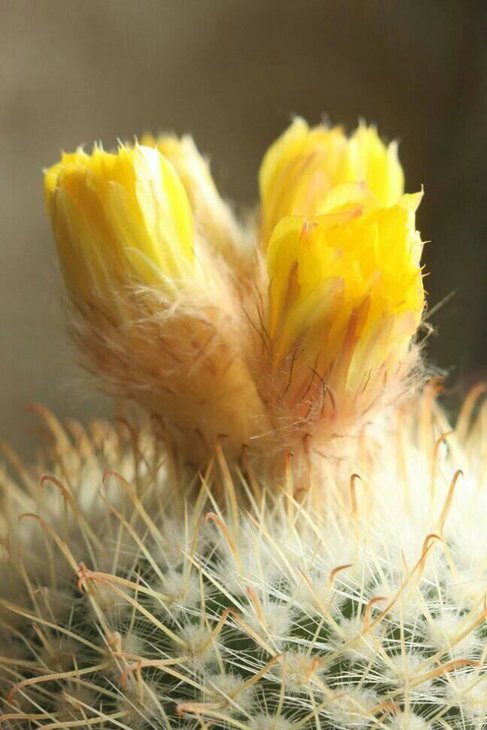 Parodia aureispina3.jpg