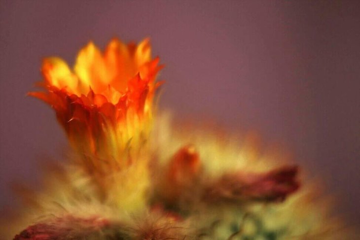 Parodia aureispina4.jpg