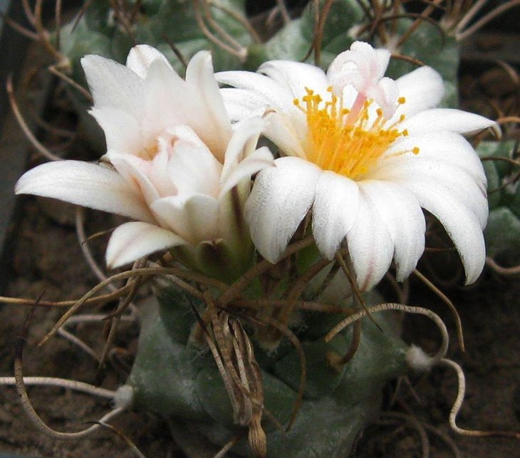 Turbinicarpus m.jpg