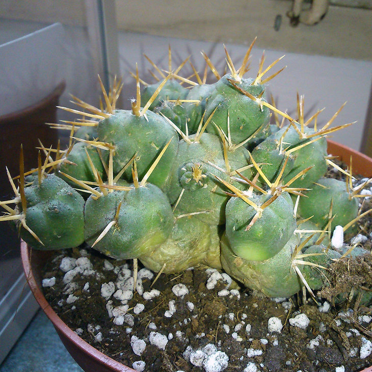 Cumulopuntia rossiana (1).jpg