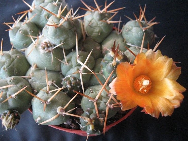 Cumulopuntia rossiana (7).jpg