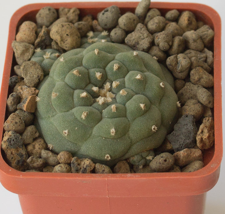 L.jourdaniana v.mammilaris_Koehres 3185.jpg